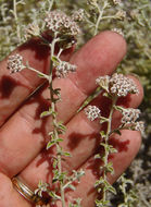 Слика од Plecostachys serpyllifolia (Berg.) O. M. Hilliard & B. L. Burtt