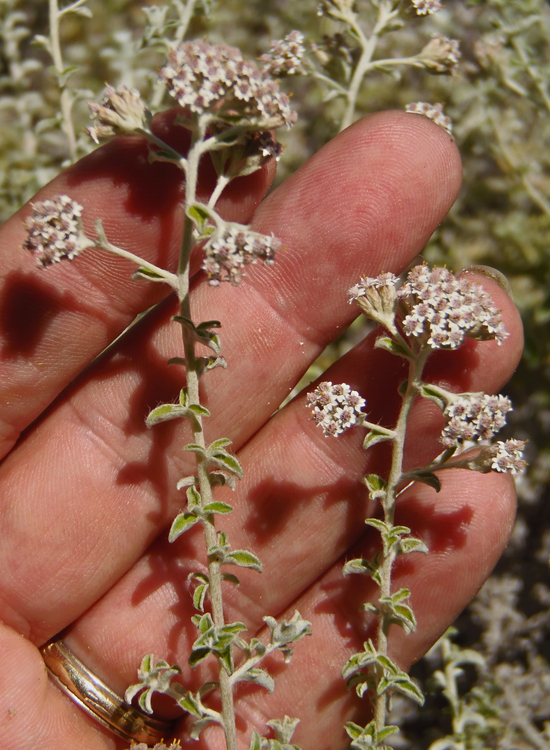 Слика од Plecostachys serpyllifolia (Berg.) O. M. Hilliard & B. L. Burtt