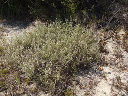 Слика од Plecostachys serpyllifolia (Berg.) O. M. Hilliard & B. L. Burtt