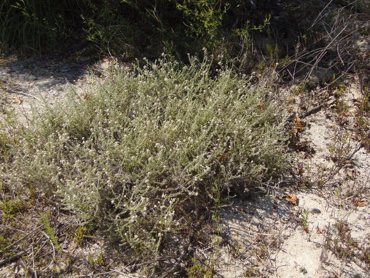 Plecostachys serpyllifolia (Berg.) O. M. Hilliard & B. L. Burtt的圖片