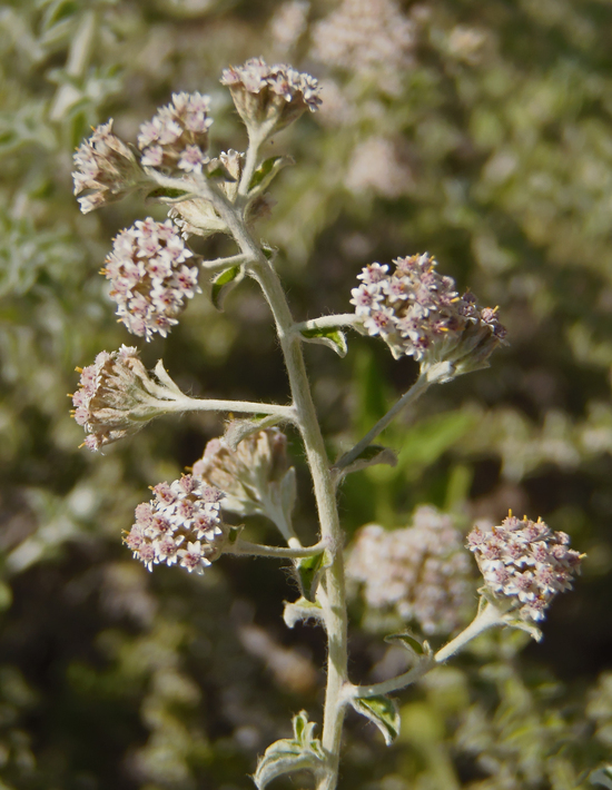 Слика од Plecostachys serpyllifolia (Berg.) O. M. Hilliard & B. L. Burtt