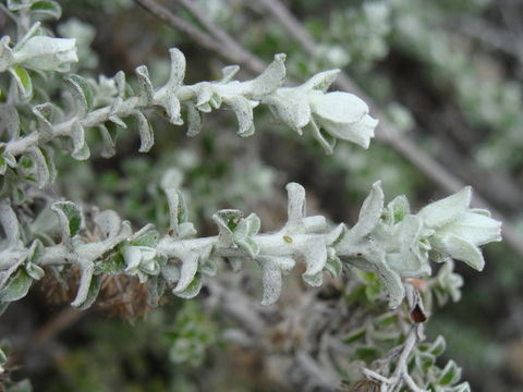 Plecostachys serpyllifolia (Berg.) O. M. Hilliard & B. L. Burtt的圖片