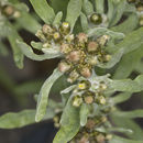 Image of cudweed