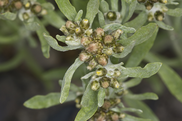 Image of Low cudweed