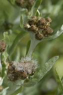 Image of Low cudweed