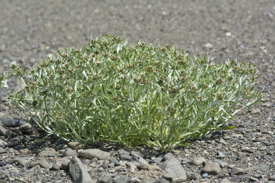 Image of Low cudweed