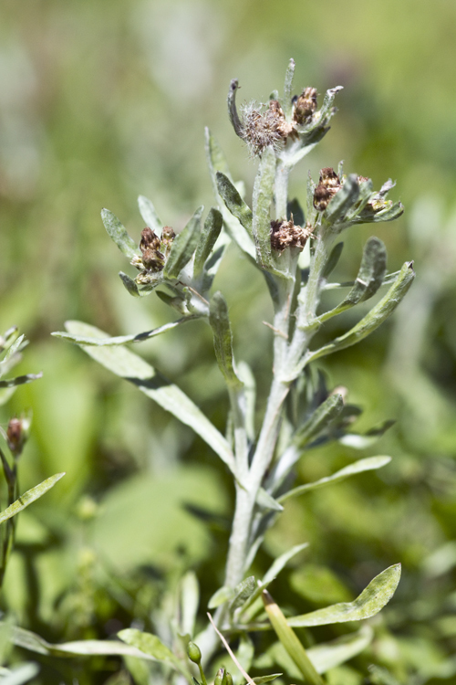 Image of Low cudweed