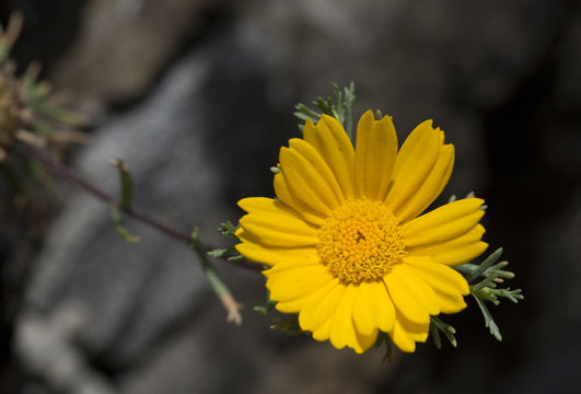 Image de Cladanthus arabicus (L.) Cass.