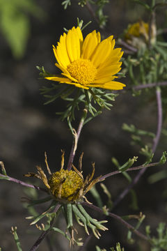 Image de Cladanthus arabicus (L.) Cass.