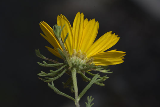 Cladanthus arabicus (L.) Cass. resmi