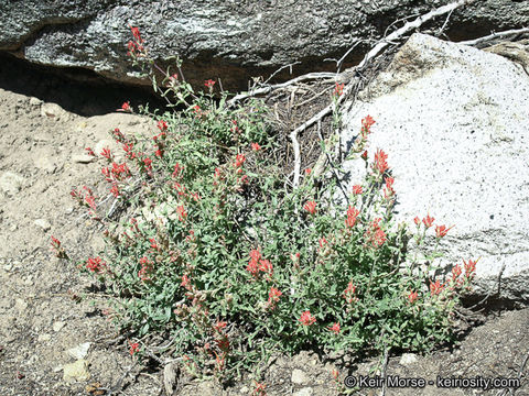 Image of <i>Castilleja applegatei</i> ssp. <i>martinii</i>