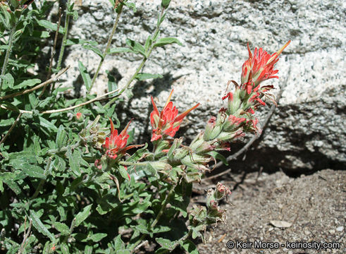 Image of <i>Castilleja applegatei</i> ssp. <i>martinii</i>