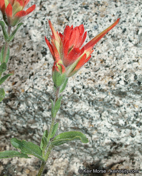 Image of <i>Castilleja applegatei</i> ssp. <i>martinii</i>