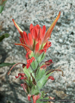 Image of <i>Castilleja applegatei</i> ssp. <i>martinii</i>