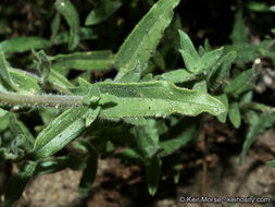 Image of <i>Castilleja applegatei</i> ssp. <i>martinii</i>