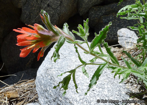 Image of <i>Castilleja applegatei</i> ssp. <i>martinii</i>