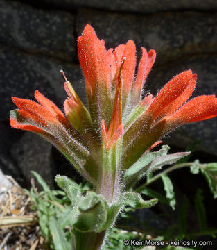 Image of <i>Castilleja applegatei</i> ssp. <i>martinii</i>