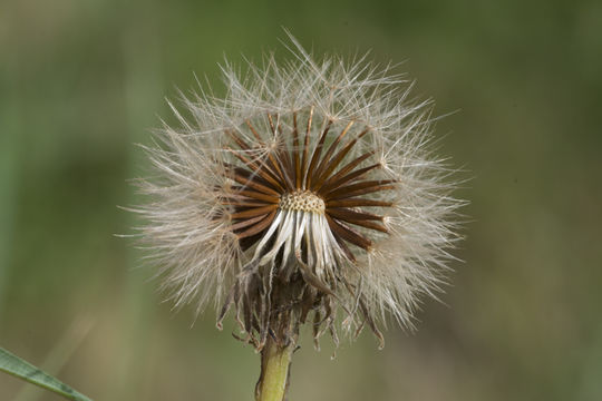 Image of August-Flower