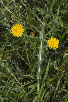 Imagem de Scorzoneroides autumnalis (L.) Moench