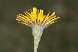 Image of August-Flower