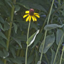 Image of great coneflower