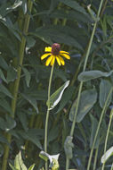 Image of great coneflower