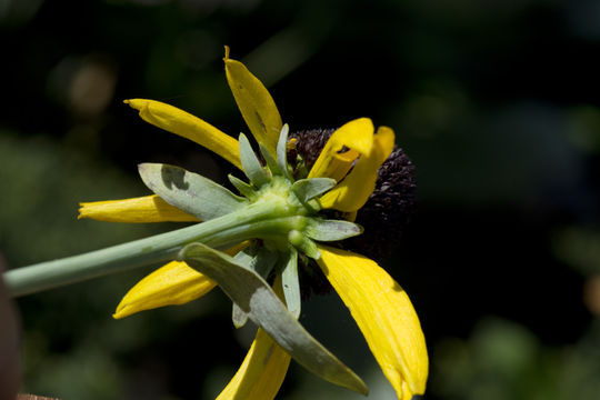 Image of great coneflower