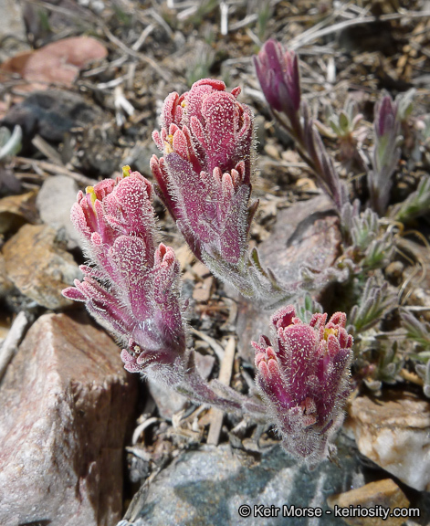 Image of ashgray Indian paintbrush