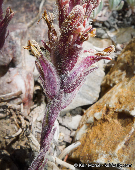 Image of ashgray Indian paintbrush