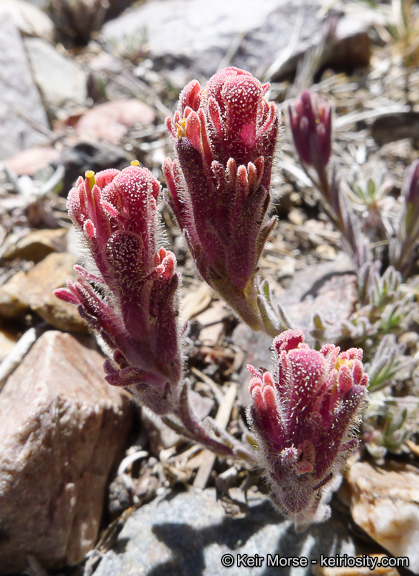 Image of ashgray Indian paintbrush