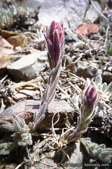 Image of ashgray Indian paintbrush