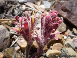 Image of ashgray Indian paintbrush