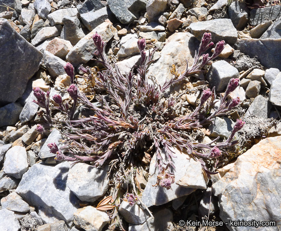 Image of ashgray Indian paintbrush