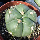 Plancia ëd <i>Gymnocalycium buenekeri</i>