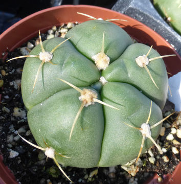 Image of <i>Gymnocalycium buenekeri</i>