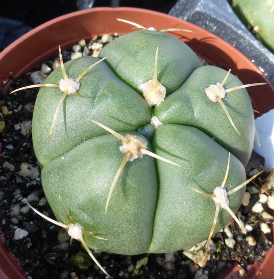 Plancia ëd <i>Gymnocalycium buenekeri</i>