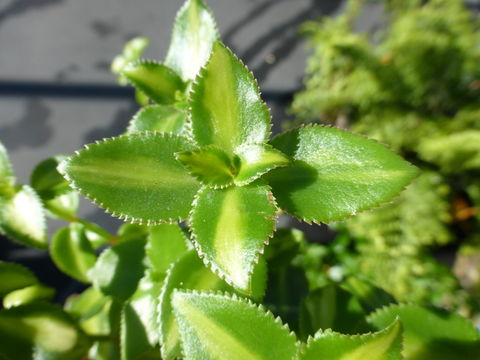 Слика од Crassula sarmentosa Harv.