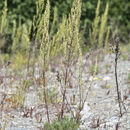 Image de Artemisia campestris subsp. caudata (Michx.) H. M. Hall & Clem.