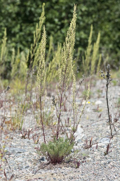 Image of field sagewort