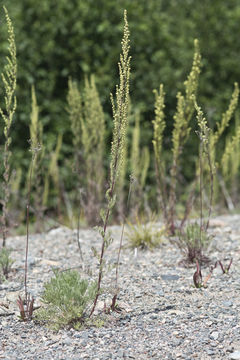 Image of field sagewort