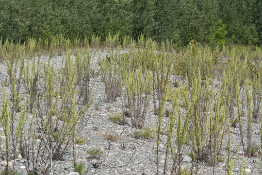 Image of field sagewort