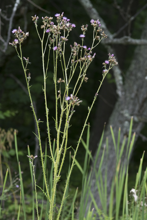 Image of Marsh Thistle