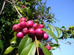 Image of Syzygium australe (Wendl. ex Link) B. P. M. Hyland