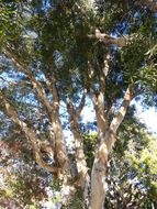 Image of punktree