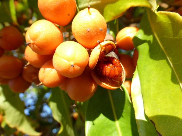 صورة Pittosporum undulatum Vent.