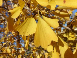 Image of Ginkgo