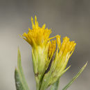 Imagem de Oonopsis wardii (A. Gray) Greene