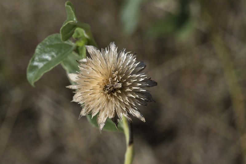 Image of prairie sunflower