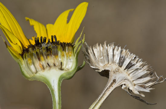 Image of prairie sunflower