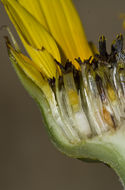 Image of prairie sunflower